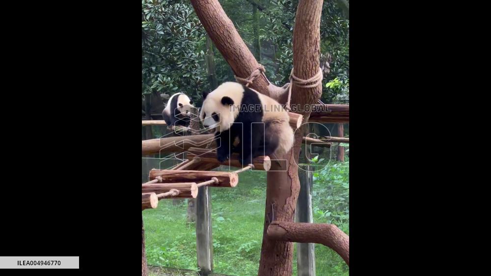 China: Adorable Panda Tumbles to Ground After Slipping Off Rope Ladder