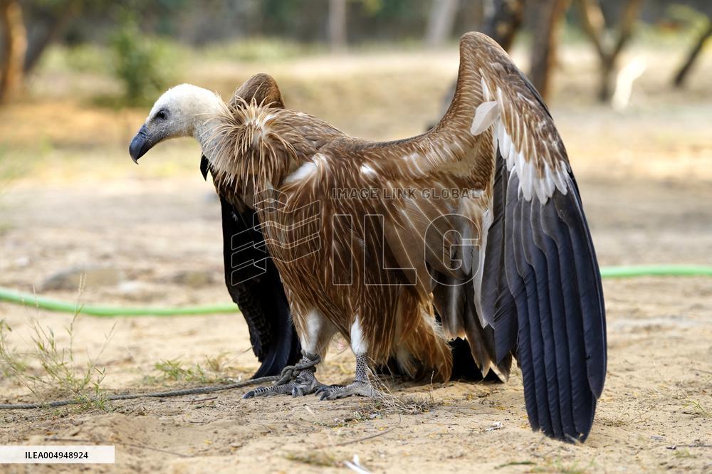 Rare Himalayan Griffon Rescued In Pisangan Village - India