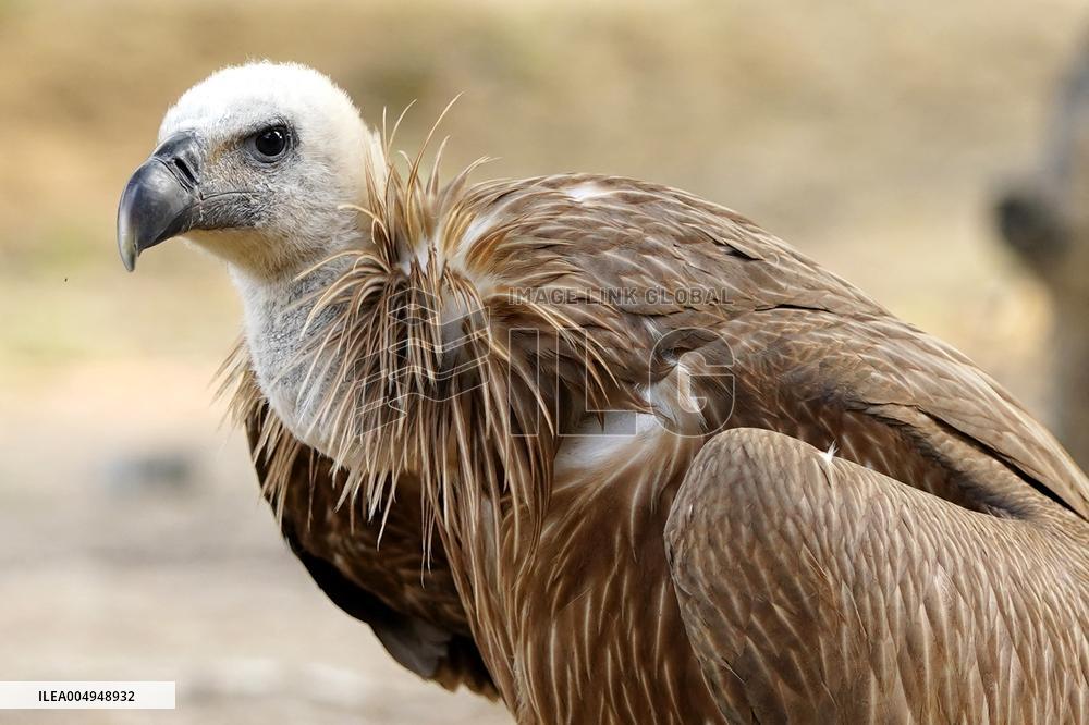 Rare Himalayan Griffon Rescued In Pisangan Village - India