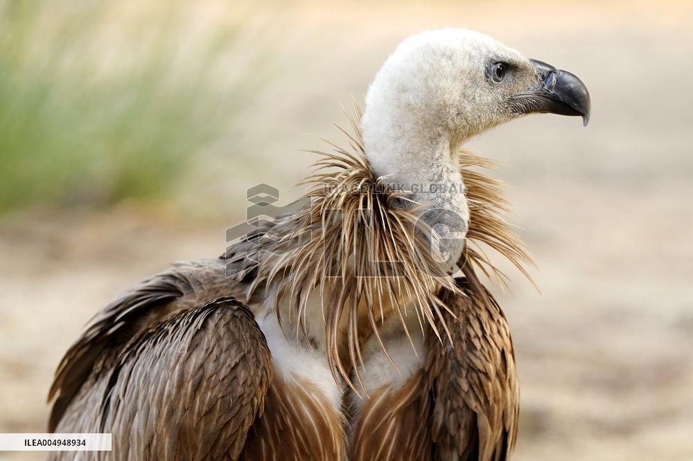 Rare Himalayan Griffon Rescued In Pisangan Village - India