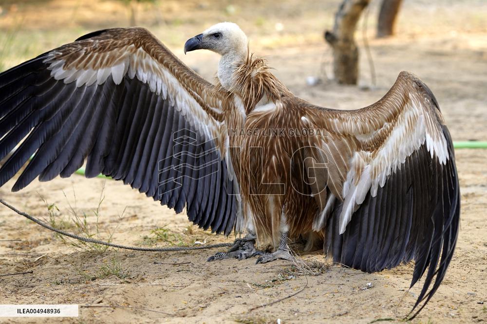 Rare Himalayan Griffon Rescued In Pisangan Village - India