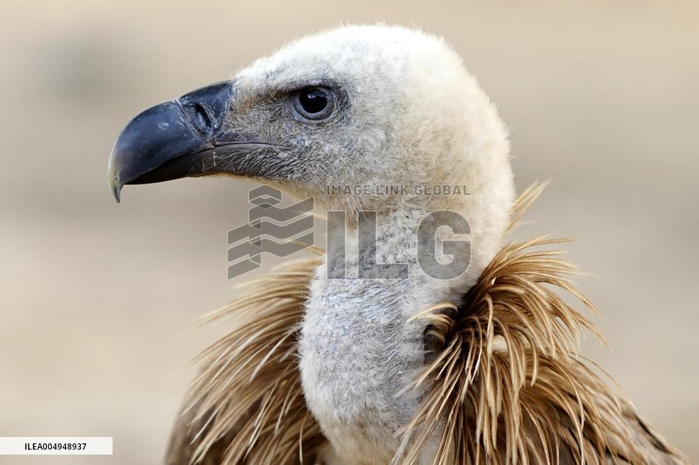 Rare Himalayan Griffon Rescued In Pisangan Village - India