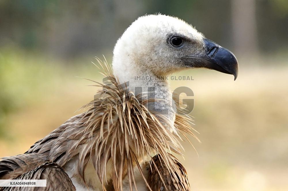 Rare Himalayan Griffon Rescued In Pisangan Village - India
