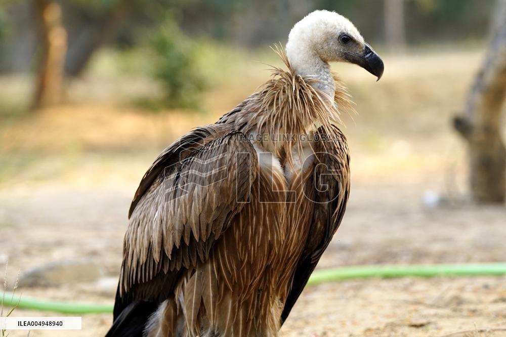 Rare Himalayan Griffon Rescued In Pisangan Village - India