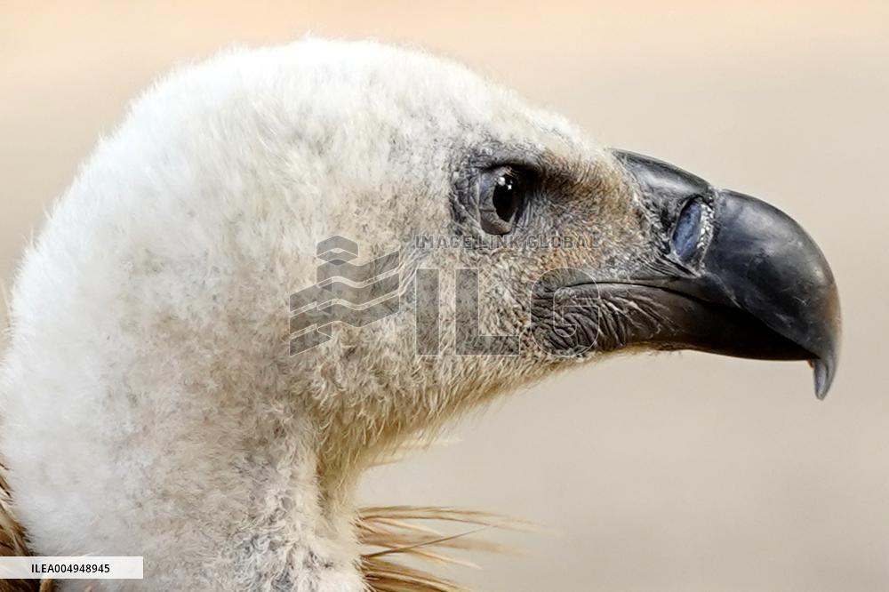 Rare Himalayan Griffon Rescued In Pisangan Village - India