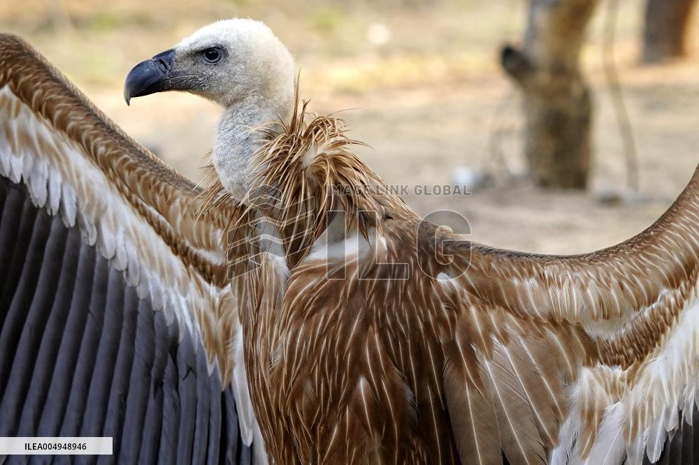 Rare Himalayan Griffon Rescued In Pisangan Village - India