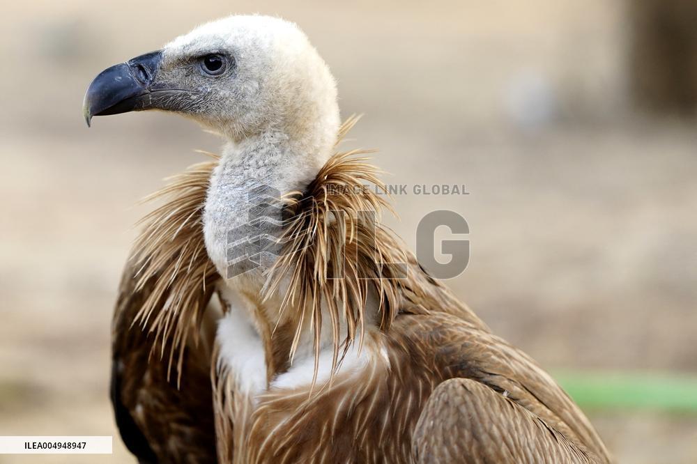 Rare Himalayan Griffon Rescued In Pisangan Village - India