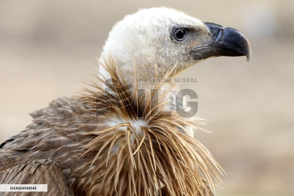 Rare Himalayan Griffon Rescued In Pisangan Village - India