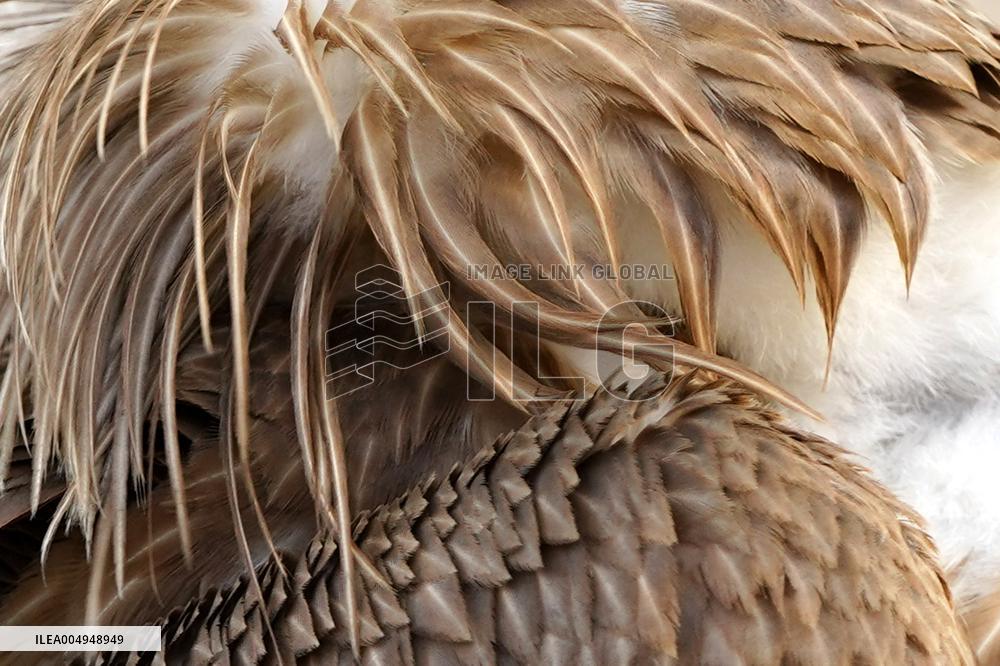 Rare Himalayan Griffon Rescued In Pisangan Village - India