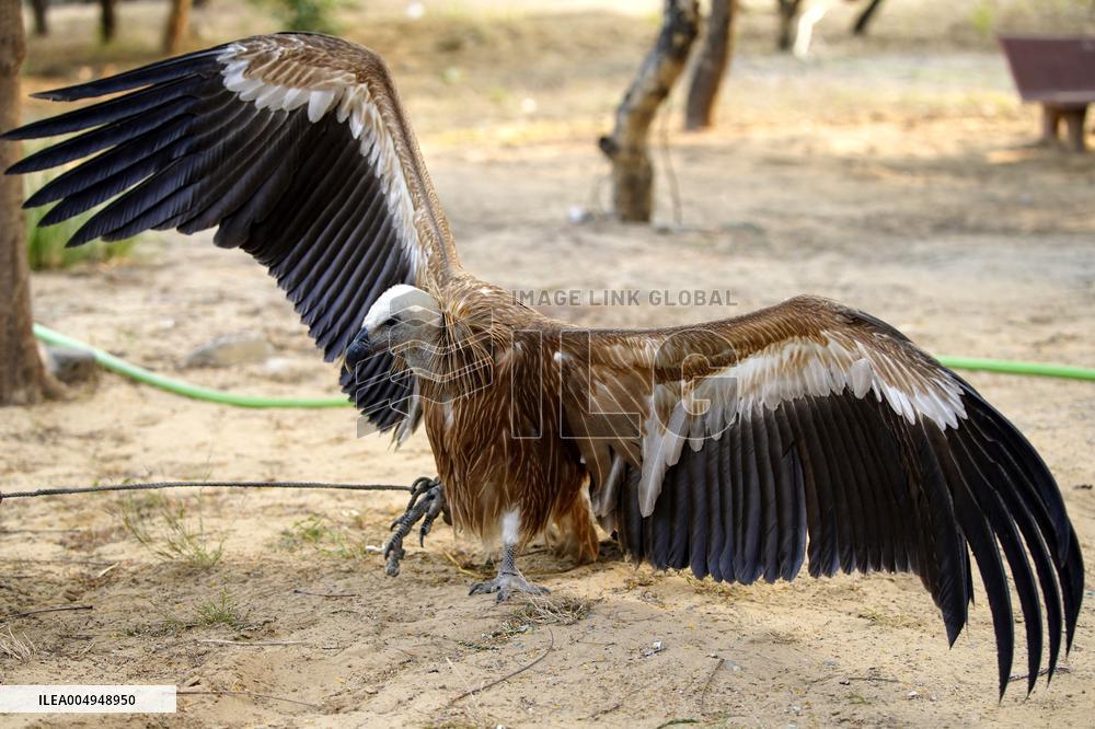 Rare Himalayan Griffon Rescued In Pisangan Village - India
