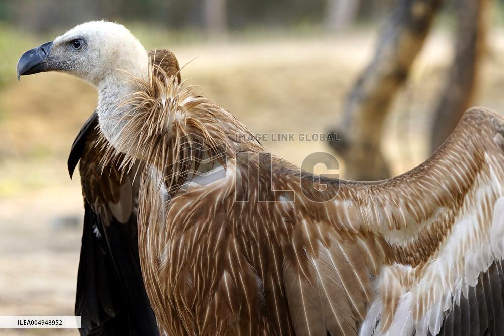 Rare Himalayan Griffon Rescued In Pisangan Village - India