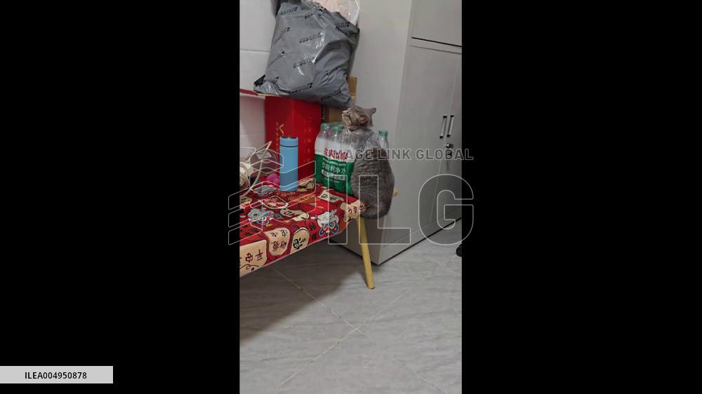 China: Guangdong Cat Gets Head Stuck in Plastic Sleeve