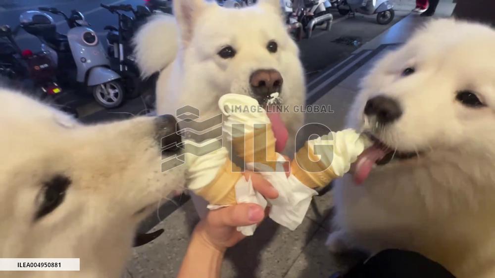 China: Three Samoyeds Enjoy Ice Cream as Summer Delight in Guangzhou