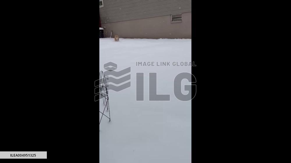 US: Winter Storm Hits Pennsylvania, Dropping Several Inches of Snow 2