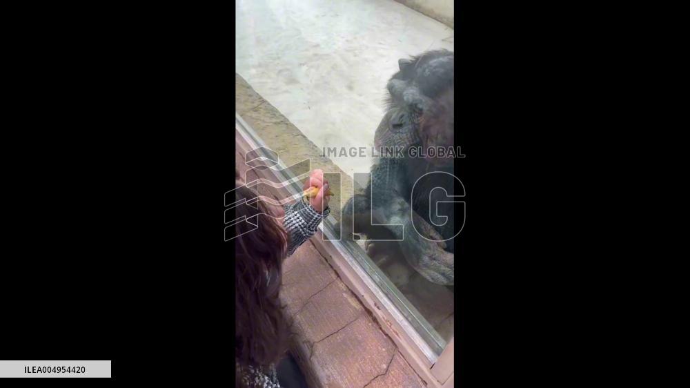 China: Chimp Returns Kiss From Visitor at Heilongjiang Zoo