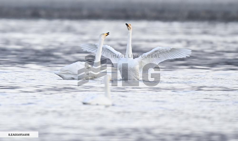 Swans At Yellow River Wetland - Hualong