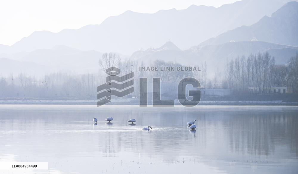 Swans At Yellow River Wetland - Hualong