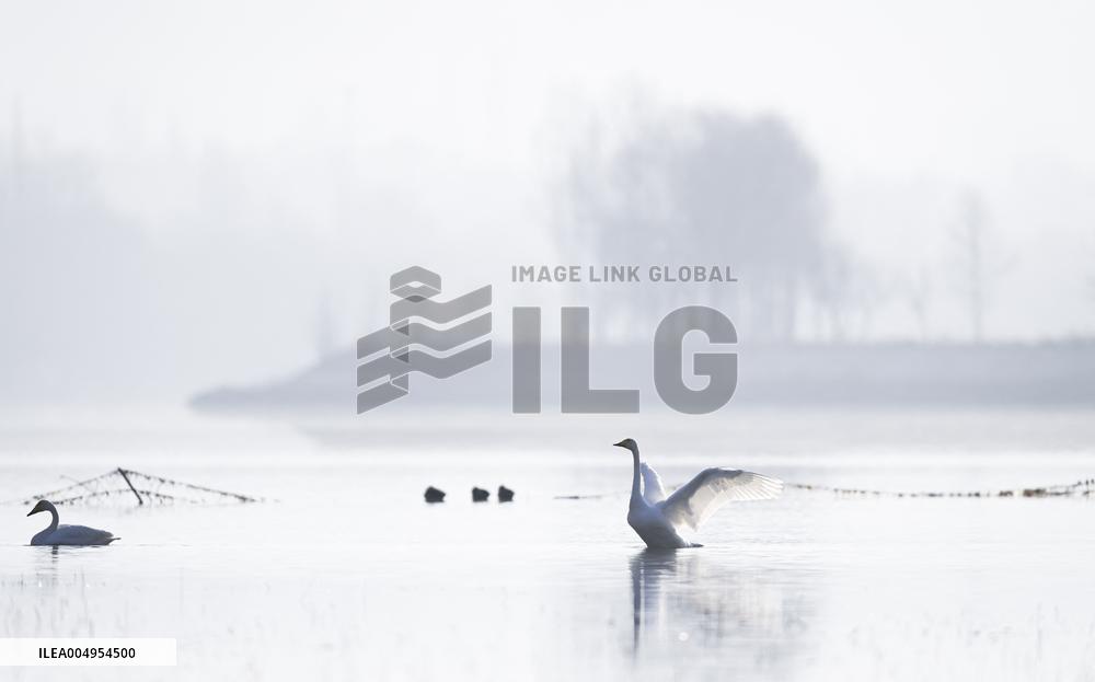 Swans At Yellow River Wetland - Hualong