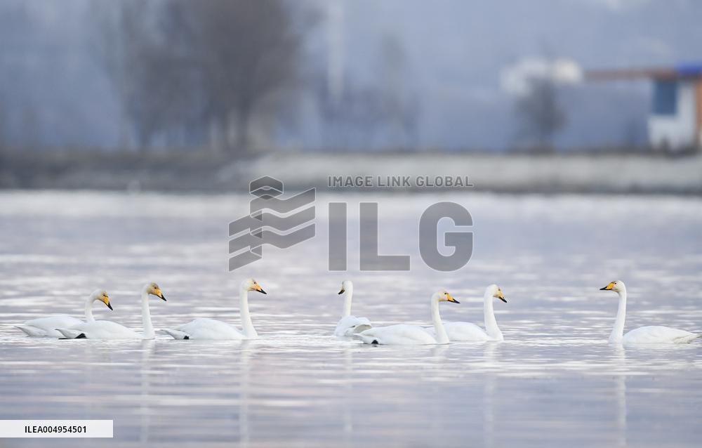 Swans At Yellow River Wetland - Hualong