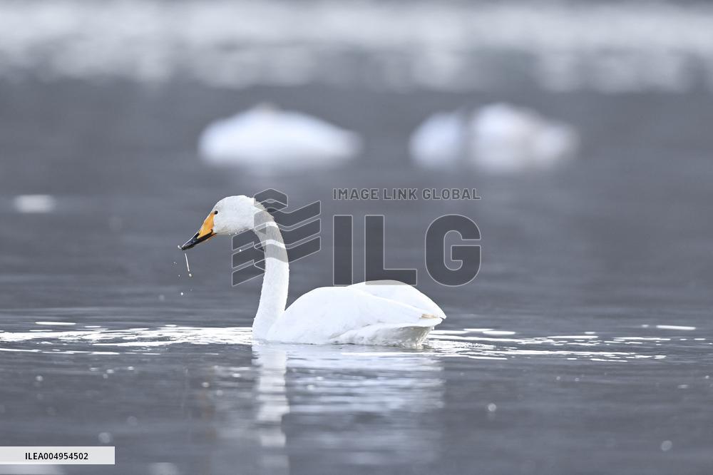 Swans At Yellow River Wetland - Hualong