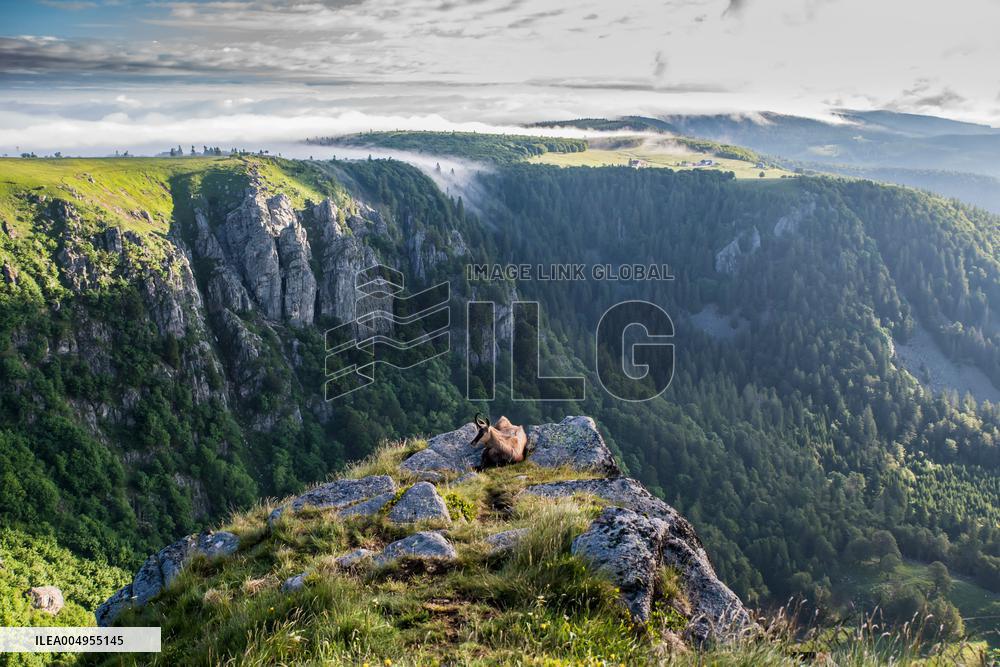 Illustration - Vosges