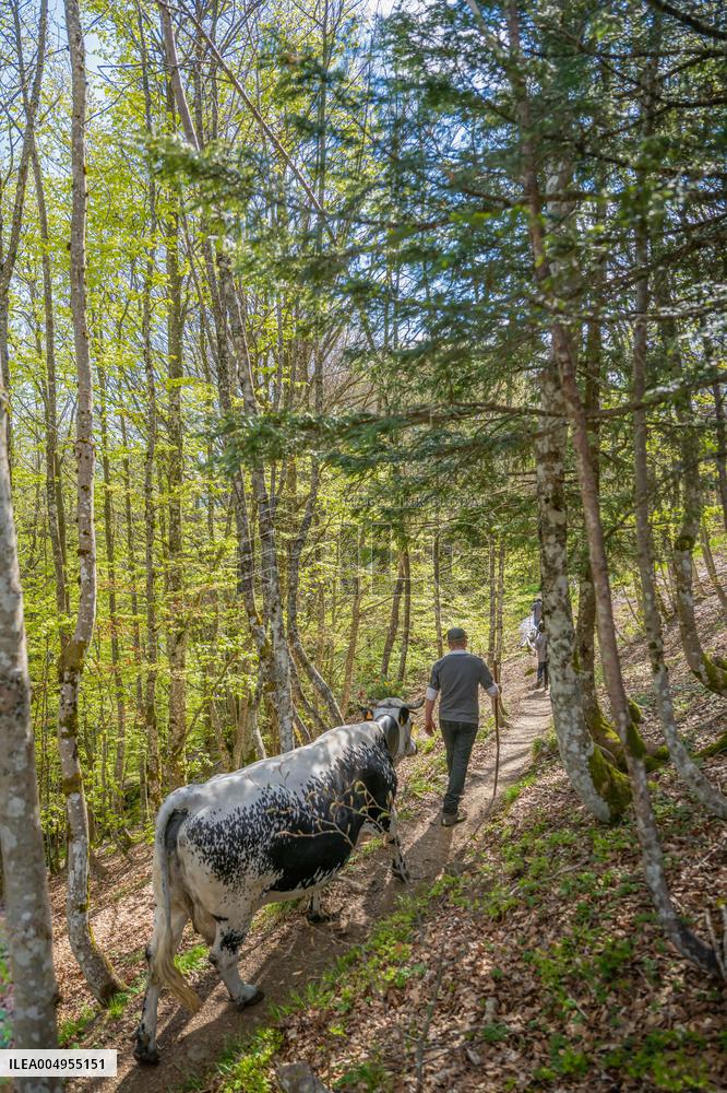 Illustration - Vosges