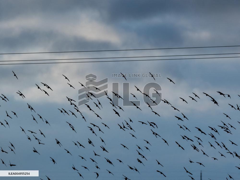 Starlings in Normandy