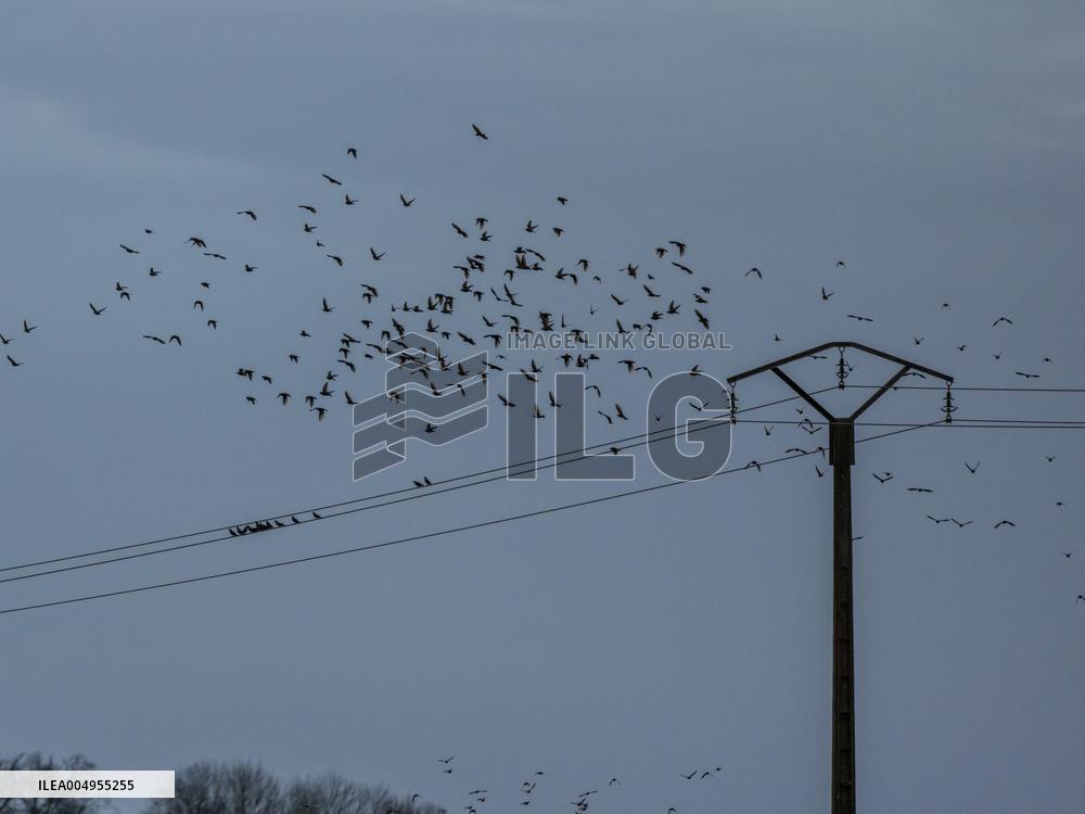 Starlings in Normandy