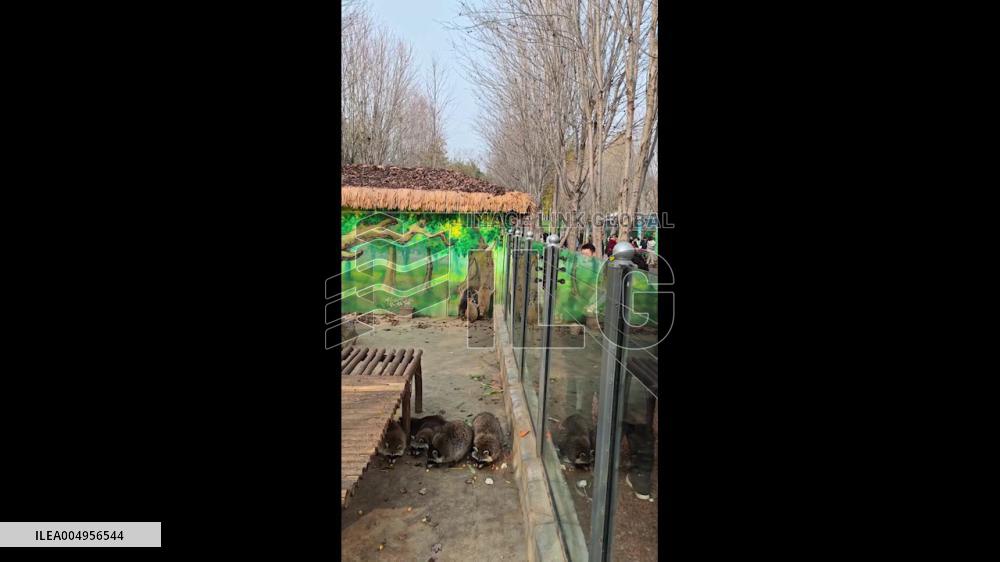 China: Raccoons Jump at Painted “Tree” in Adorable Zoo Moment