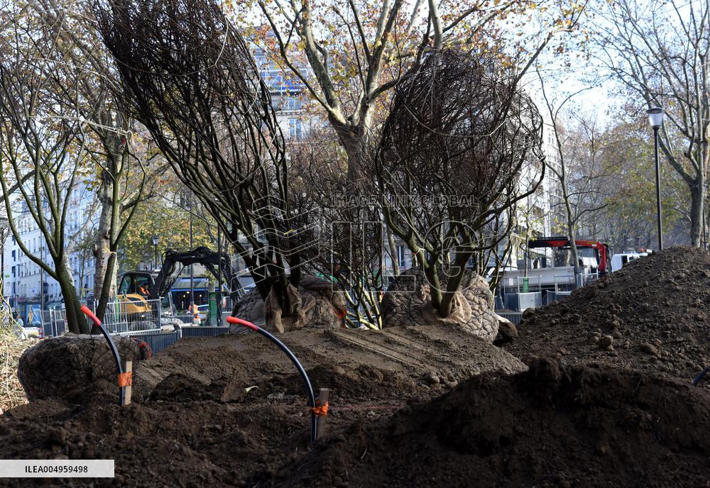 The New Season Of Tree Planting - Paris
