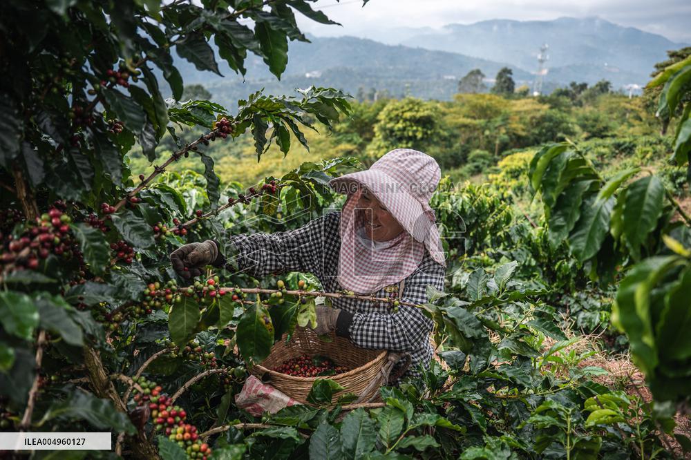 Pu'er Coffee Harvest - Yunnan