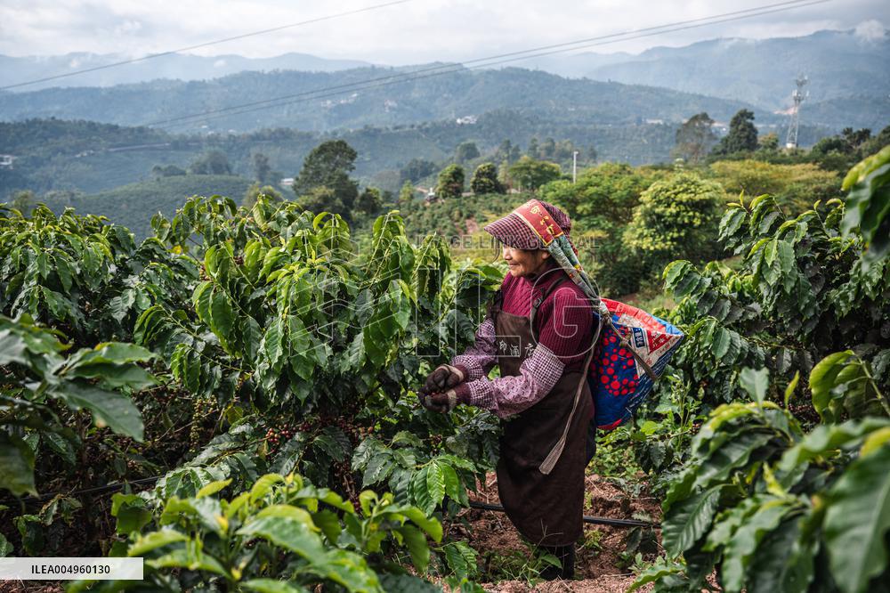 Pu'er Coffee Harvest - Yunnan
