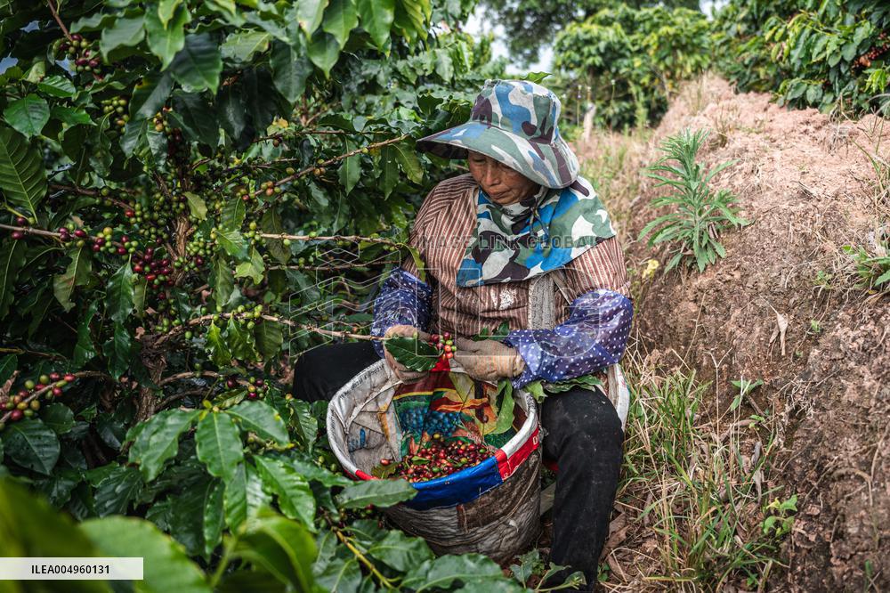 Pu'er Coffee Harvest - Yunnan