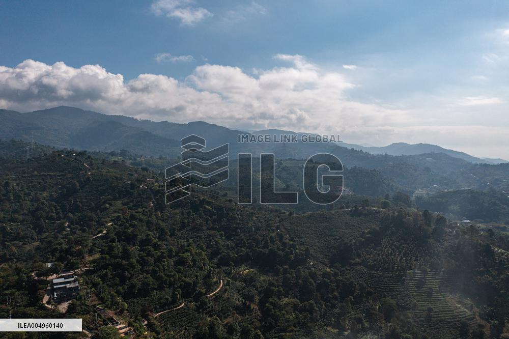 Pu'er Coffee Harvest - Yunnan