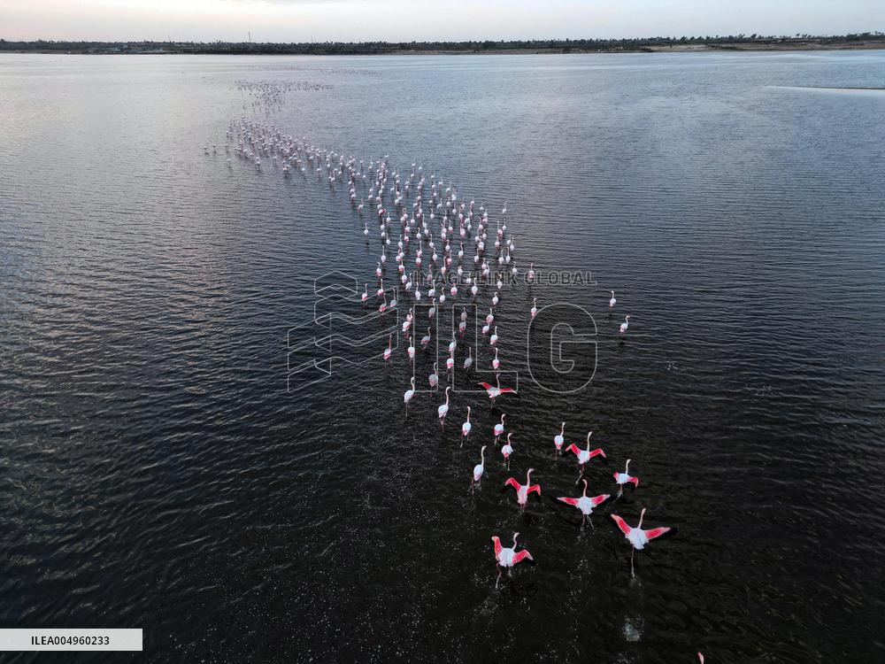 Flamingos at Qarun Lake - Egypt