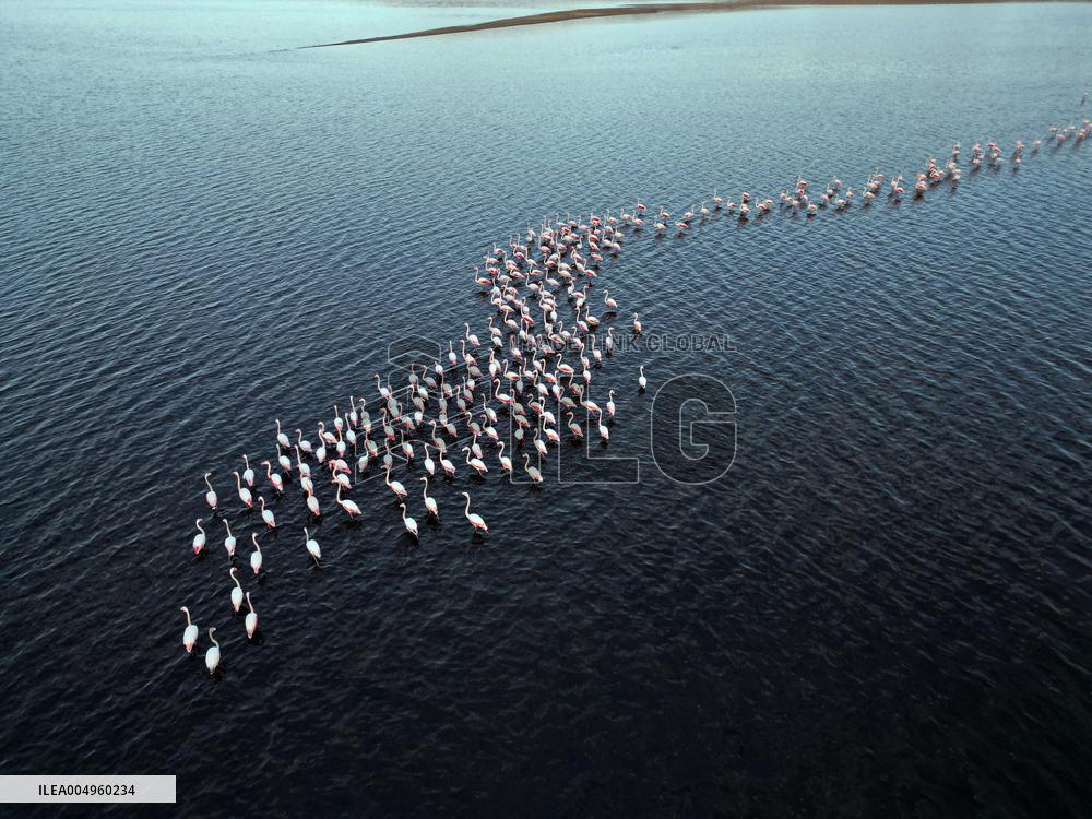 Flamingos at Qarun Lake - Egypt