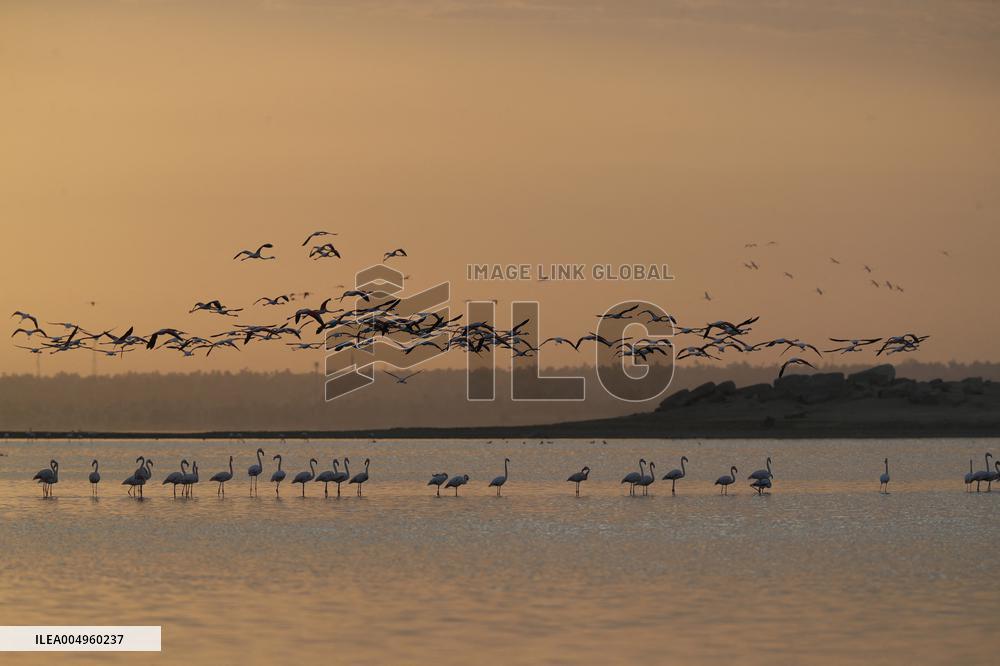 Flamingos at Qarun Lake - Egypt