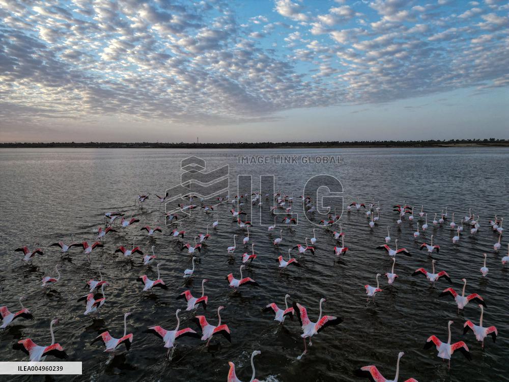 Flamingos at Qarun Lake - Egypt