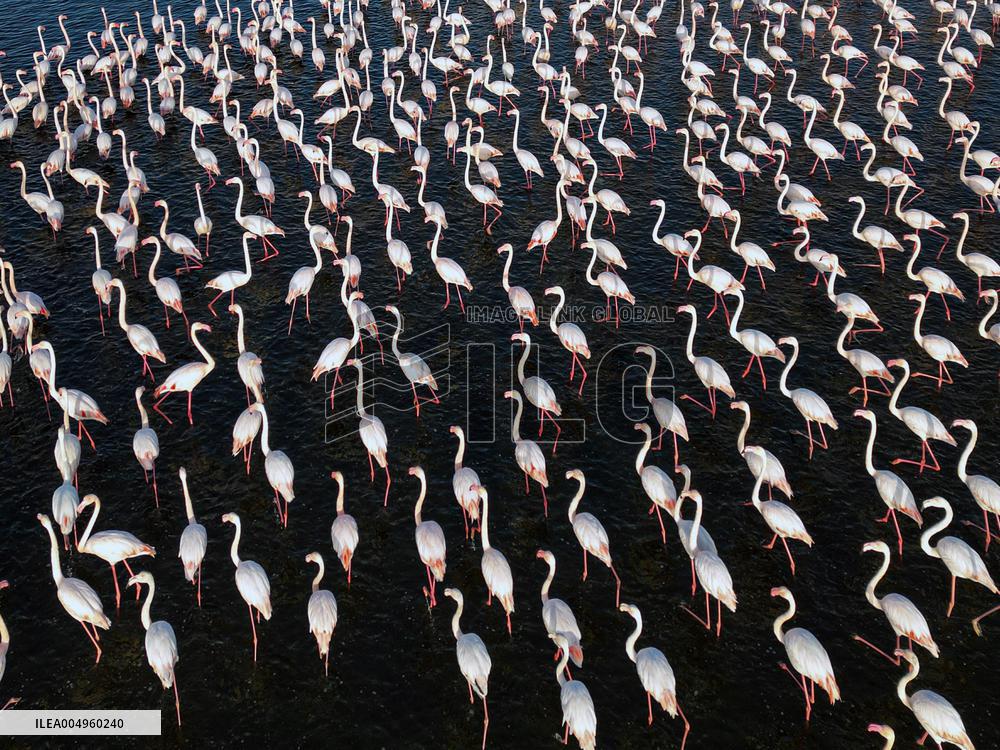 Flamingos at Qarun Lake - Egypt