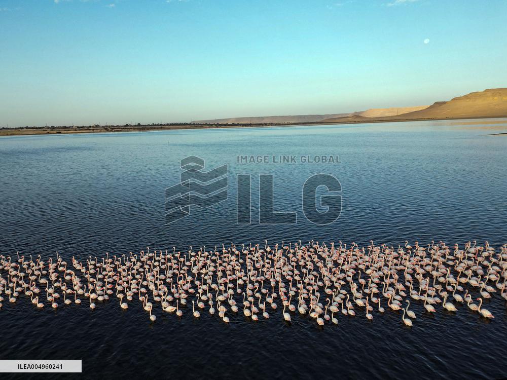 Flamingos at Qarun Lake - Egypt