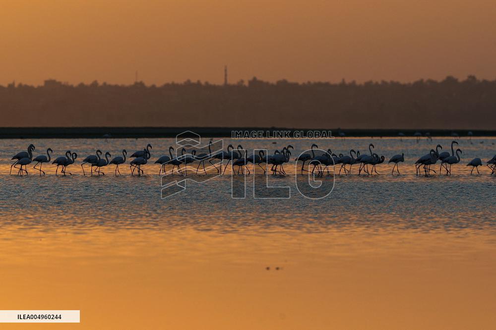 Flamingos at Qarun Lake - Egypt
