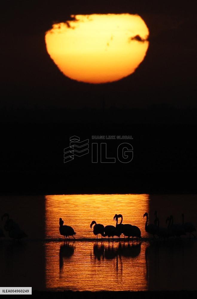 Flamingos at Qarun Lake - Egypt