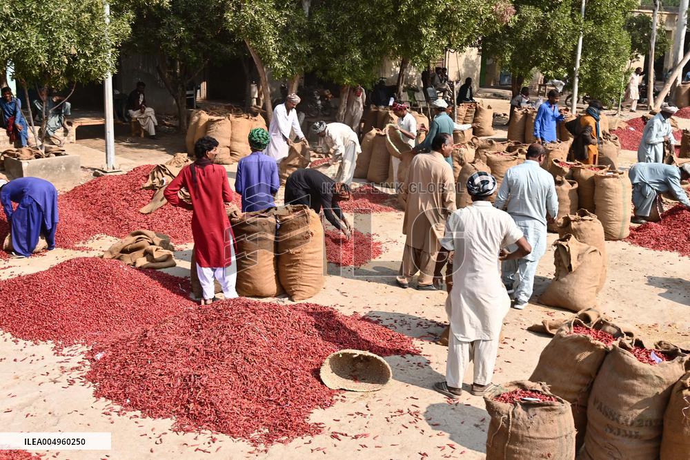 Dried Red Chilies - Pakistan