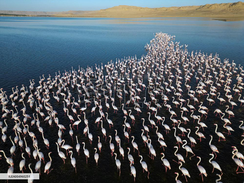 Flamingos at Qarun Lake - Egypt