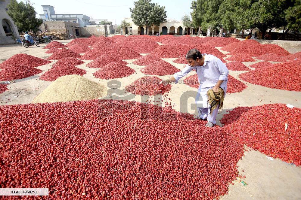 Dried Red Chilies - Pakistan