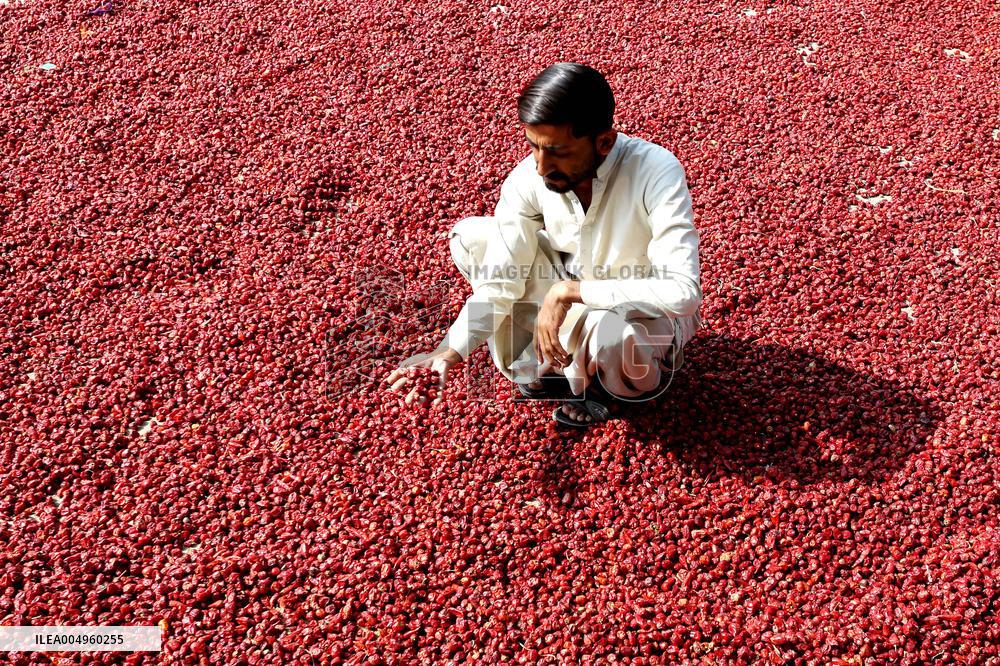 Dried Red Chilies - Pakistan