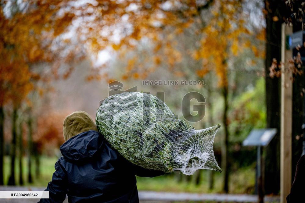 Christmas Tree Sales - Netherlands