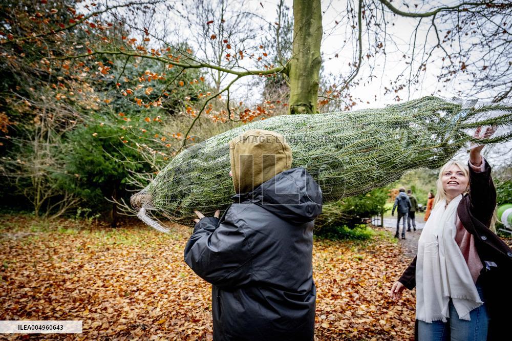 Christmas Tree Sales - Netherlands
