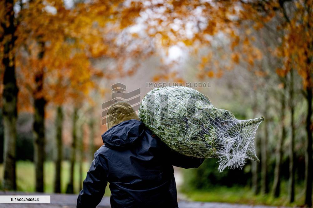 Christmas Tree Sales - Netherlands