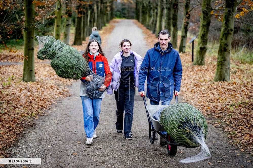 Christmas Tree Sales - Netherlands
